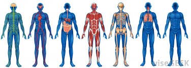 Anatomy & Physiology